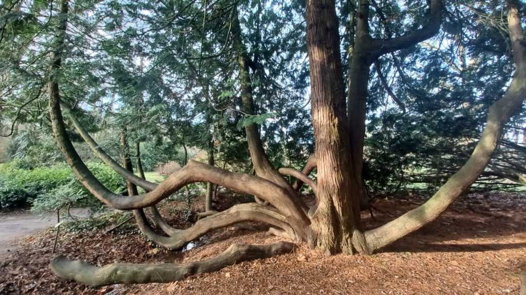 De veelheid van stammen van de Thuja (Levensboom) in de vorm van een octopus, als symbool voor het breed vertakte fundament en de expertise van Op Stroom.